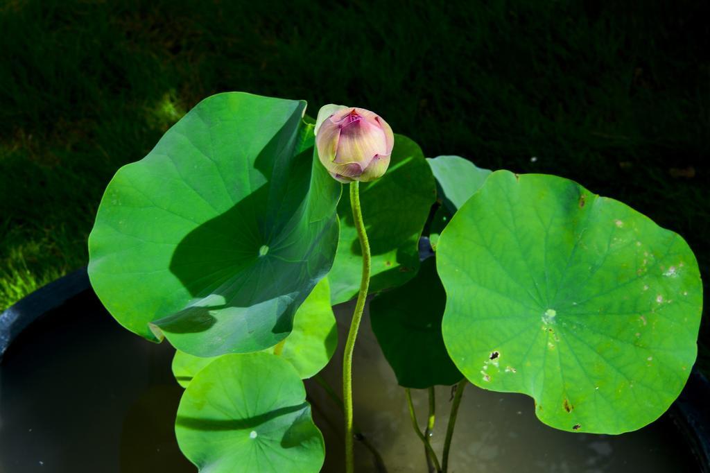 Taitung Begonia B&B מראה חיצוני תמונה